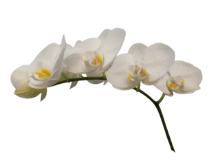 Gordijnen Phalaenopsis orchid, moth orchid, butterfly, anggrek bulan or moon orchid. Selective focus. Isolated on white background and cut out. © Isbel Dias