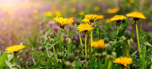 Yellow dandelion flowers in a meadow in sunny weather