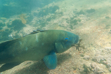 Close-up view of a blue groper.