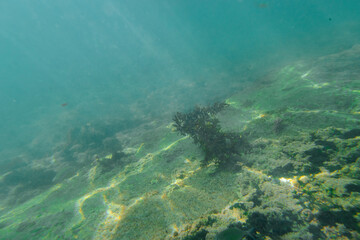 Naklejka na ściany i meble A piece of seaweed floating around underwater.