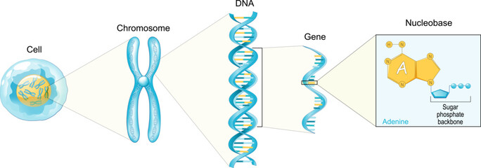 Structure of Cell. From Nucleobase like adenine to Gene, DNA and Chromosome.