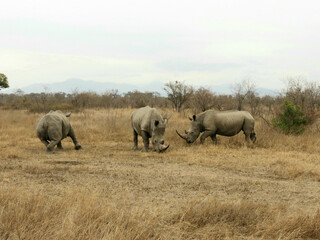 Fototapeta premium Rinoceronte blanco.