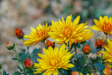 beautiful bushes of yellow chrysanthemum flowers