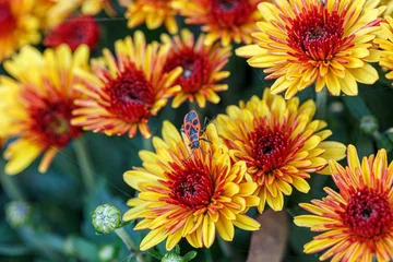 Tuinposter beautiful bushes of chrysanthemum flowers yellow and red colors © Minakryn Ruslan 