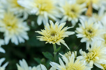 beautiful bushes of yellow chrysanthemum flowers