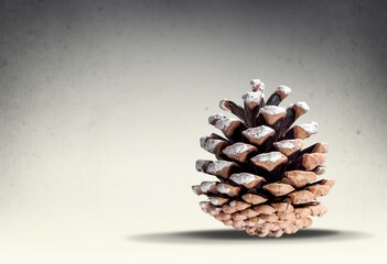 Dry brown pine cone on desk