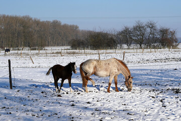 Foal with mare in outdoor paddock in winter. - obrazy, fototapety, plakaty