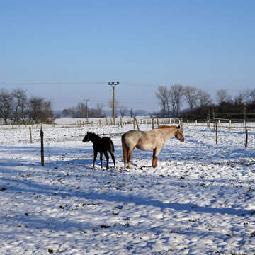 A light mare with a dark foal. Photographed in winter in an outdoor environment.