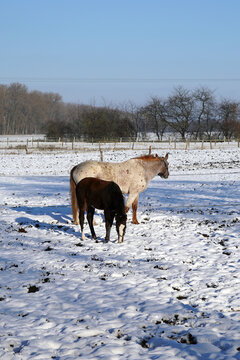 Mare with foal outside. Photographed in winter.