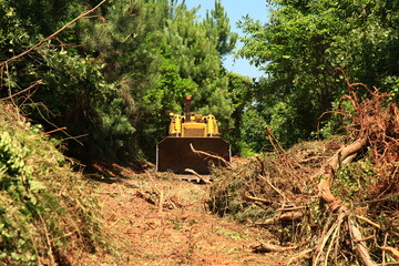 Tree cuts for the highway in the north of Istanbul