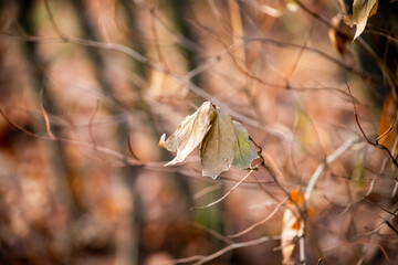 Autumn day in full swing