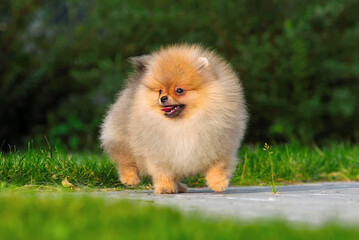 Cute miniature spitz puppy