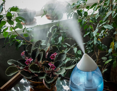 Humidifier for indoor plants
