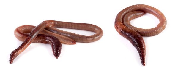 Two earthworms isolated on white background close-up