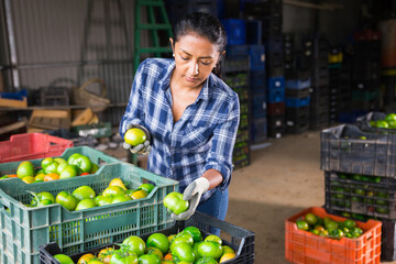 Obraz premium Portrait of positive woman gardener sorting and checking harvested green tomatoes in warehouse