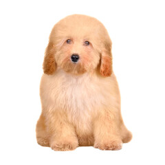 Apricot cute maltipu puppy