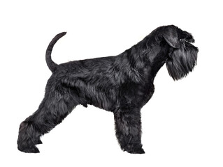 Black miniature schnauzer puppy istanding on a white background