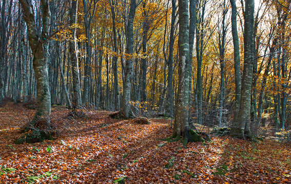 Bosco di faggi in autunno. Faggeta