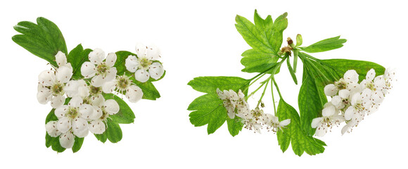 Hawthorn or Crataegus monogyna branch with flowers isolated on a white background