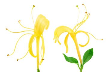 honeysuckle flower isolated on white background with full depth of field