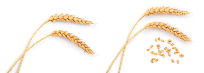 ears of wheat isolated on white background. Top view