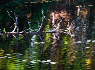 Old withered tree in the river. Nature background.