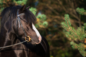 portrait of  wonderful black welsh pony against pine trees. close up