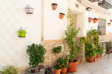 Fototapeta na wymiar Wall with plants. Alicante, Spain