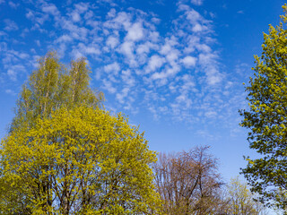 Spring or summer nature. Green trees. Blue sky on background.