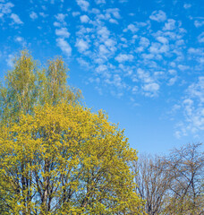 Fototapeta na wymiar Spring or summer nature. Green trees. Blue sky on background.