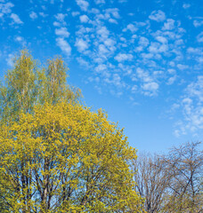 Fototapeta premium Spring or summer nature. Green trees. Blue sky on background.