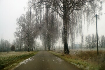 Schneelandschaft mit asphaltiertem Feldweg zwischen Wiese und Feld mit hohen Birkenbäumen vor...