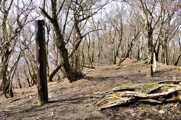 三国山ハイキングコースの道　早春の三国山稜の大洞山山頂
"大洞山の山頂は狭く、樹林に囲まれていて展望はない。山頂の真ん中にはブナの木が立ち、そして道標と共に三角点の柱石が設置されている。別名の角取山は三角点の名称。
大洞山と言う山名は全国に多数ある。
楢木山、大洞山（角取山）、篭坂峠へと西に伸びる山稜を三国山稜と呼ばれている。そして、この尾根道は標高差が少なく歩き易い登山道が連続するので、初心者で