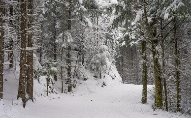 winter forest in the snow