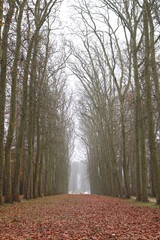 Paseo por el parque en otoño