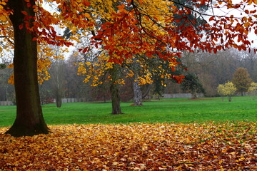 Bajo el árbol de otoño