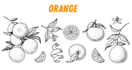 Orange fruit sketch hand drawn design. Vector illustration. Design, package, brochure illustration. Orange fruit illustration. Design elements for packaging design and other. - obrazy, fototapety, plakaty