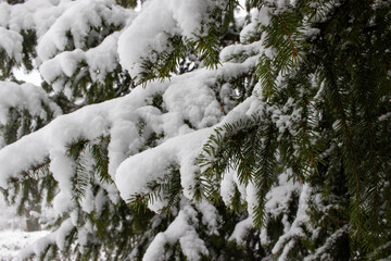 Fototapeta na wymiar Snow covered spruce trees in winter park or forest. Close up of a Christmas tree branch