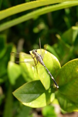 Dragonflies perched on the leaves and exposed to the sun