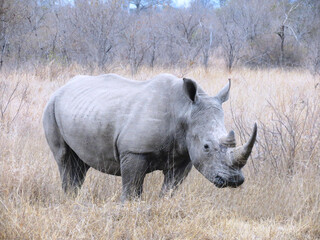 Rinoceronte blanco.