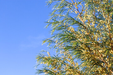 australian flowering wattle against blue sky