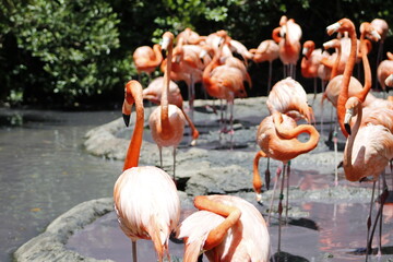 Flamingos in Group