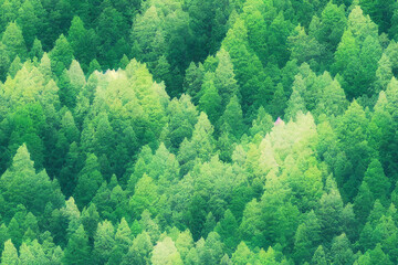 Fototapeta na wymiar Vertical shot of beautiful green forest landscape background Generative AI