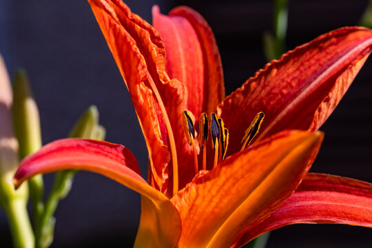 Red Lily Flower