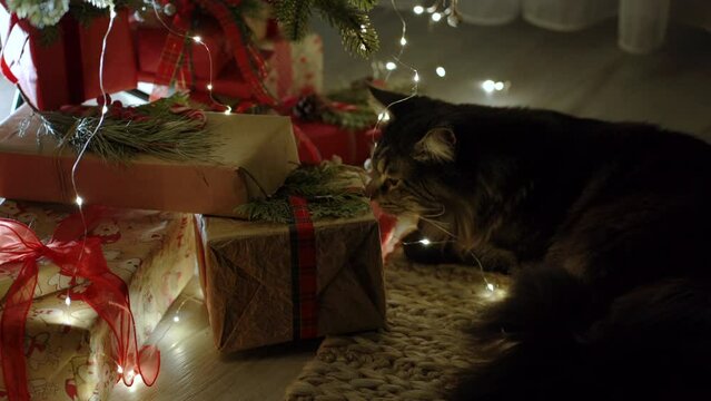  A cat is Resting on the Floor near the Christmas Tree in Room. A curious fluffy cat is looking around. Scottish cat lying on carpet. Concept of Merry Christmas, New Year at home.