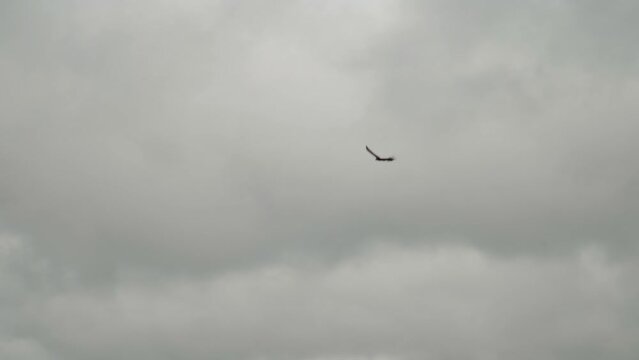 condor circling in flight in the sky above the nature reserve