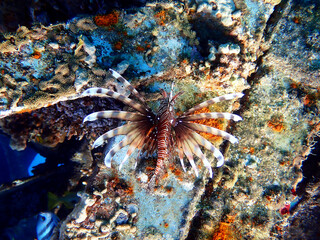 Fototapeta na wymiar Common Lionfish - (Pterois miles), the most frequently spotted into the Red sea
