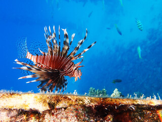 Naklejka na ściany i meble Common Lionfish - (Pterois miles), the most frequently spotted into the Red sea
