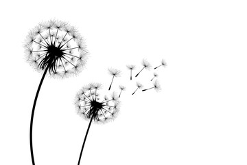 Vector illustration dandelion time. Black Dandelion seeds blowing in the wind. The wind inflates a dandelion isolated on white background.