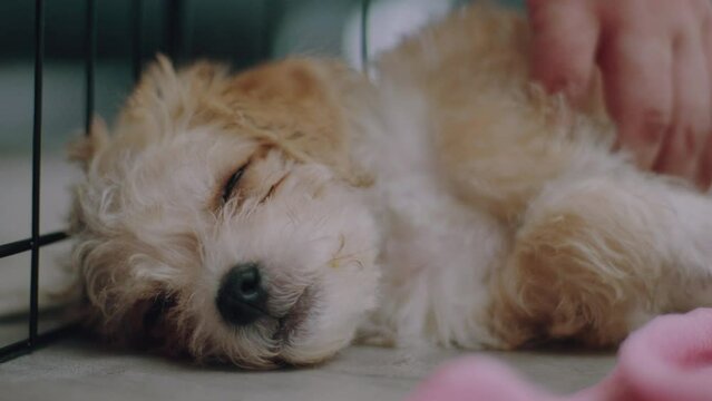 Adorable Puppy Dozing Off to Sleep As He Is Rubbed and Scratched Close Up